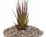 Tillandsia melanocrater tricolore - rouge - plante lâche - petite 4019515908172 17122012253