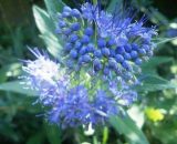 Pepinières Naudet - Caryopteris x Clandonensis 'Grand Bleu' - Godet - Taille 10cm 3546868968825 684_744