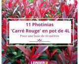 11 Photinia Carré Rouge pot de 4 Litres  7265