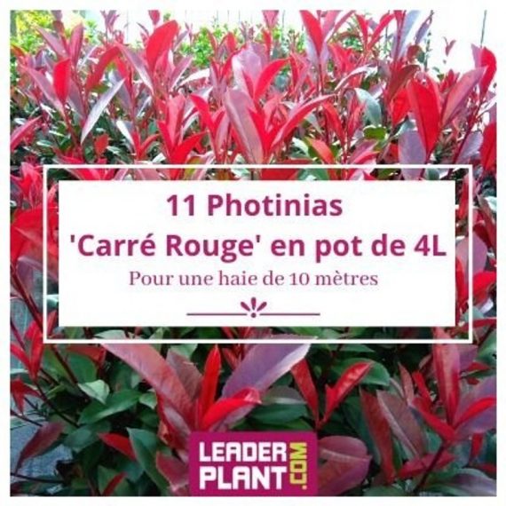 11 Photinia Carré Rouge pot de 4 Litres  7265