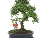 Orme chinois bonsaï - Ulmus parviflora - env. 10 ans 4019515900978 171220128