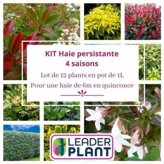 KIT Haie Persistante 4 saisons - 10 variétés- 12 plantes en pot de 1L  9393