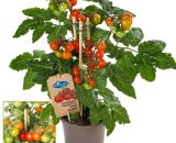 Tomate cerise - tomate cerise - plante à nombreux fruits - pour balcon et jardin - pot 14cm - légumes à emporter 4019515918126 212615032022