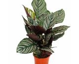 Plante d'ombre à motif de feuilles inhabituel - Calathea ornata - pot de 14cm - hauteur env. 50cm 4019515907403 78317102015