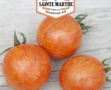 50 graines Tomate red zebra - La Ferme Sainte Marthe 3569520007410 209-701-1971