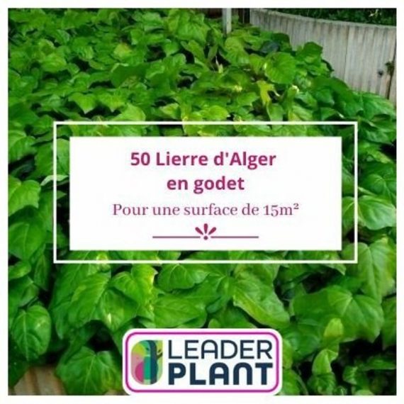 Leaderplantcom - 50 Lierre d'Alger en godet pour une surface de 15m²  6804