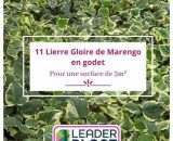 Leaderplantcom - 11 Lierre Gloire de Marengo en godet pour une surface de 3m²  7309
