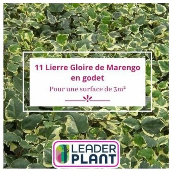 Leaderplantcom - 11 Lierre Gloire de Marengo en godet pour une surface de 3m²  7309