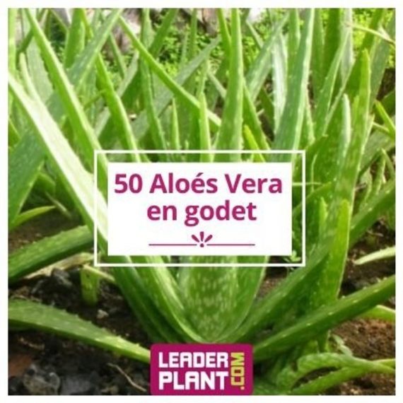 50 Aloe Vera en godet  8371