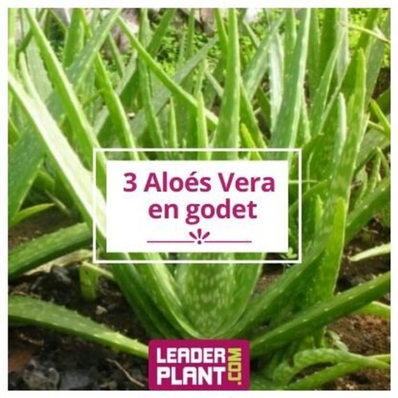 Leaderplantcom - 3 Aloe Vera en godet  81