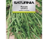 Graines aromatiques Rucula Selvatica (2,5 grammes) Horticulture, horticulture, graines de verger. 8435450442117 AFT 08093726