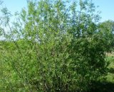 Saule des Vanniers (Salix Viminalis) - Godet - Taille 20/40cm 3546868961574 209_130