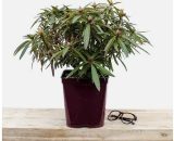 Rhododendron 'Graziella' Taille du pot - Pot de 5 Litres 3565240072042 RHO0017-5L