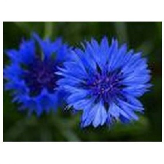 Grainesbocquet - Centaurée barbeau double bleu - 1g 3361980002185 223109
