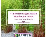 11 Bambou Fargesia Asian Wonder pot 1 Litre  7187
