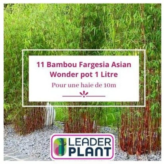 11 Bambou Fargesia Asian Wonder pot 1 Litre  7187