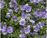 Hibiscus syriacus Blue Chiffon® 'Notwoodthree' | Conditionnement: Pot de 7,5L - Tigette 3565421146685 114668