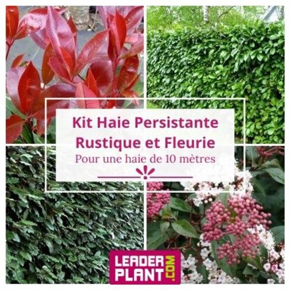 Kit arbustes persistant, rustique et fleuri - 4 variétés -12 plantes en godet  1581