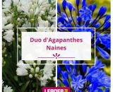 DUO d'Agapanthes naines  6253