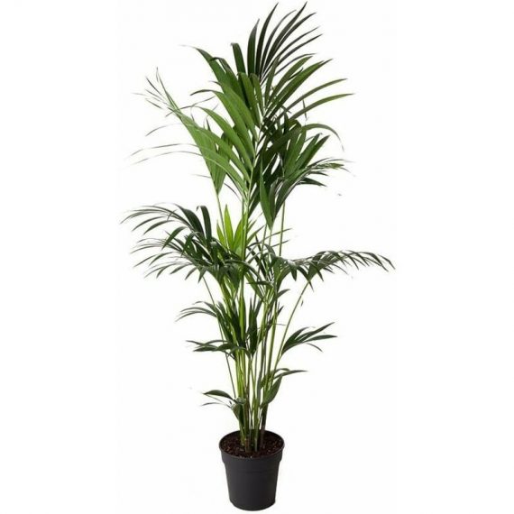 Palmier Kentia - pot ⌀24 cm - H. 160-185cm (hauteur pot incluse)  4701241