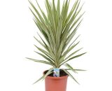Yucca Jewel - pot ⌀30 cm - H. 110-130cm (hauteur pot incluse)  4703301
