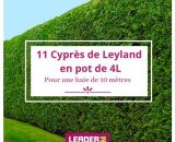 11 Cyprès de Leyland en pot de 4 Litres  9319