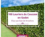 100 Laurier du Caucase en Godet  1141