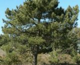 Pin Maritime (Pinus Pinaster) - Godet - Taille 20/40cm 3546868963400 152_444