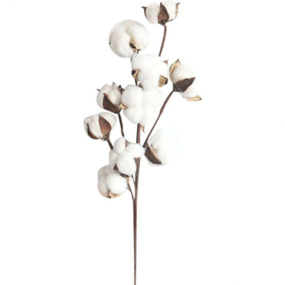 10 fleurs de coton séchées, branches de kapok, fleurs éternelles séchées, accessoires de décoration de bouquet de bricolage en coton séché à la main, 9003968945155 AMY-DEMI02370