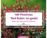 100 Photinia Red Robin en Godet  1094