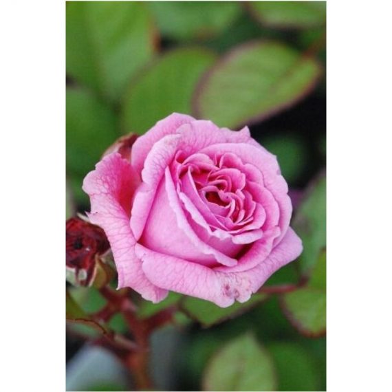 Rosier Parfuma 'Madame de Maintenon'® Taille du pot - Pot de 4 Litres  ROS055-4L