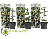 Set de 3 Passiflora - Edulis - pot ⌀9cm - H.25-40cm (hauteur pot incluse)  2554003