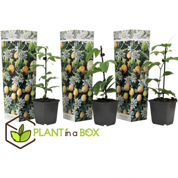 Set de 3 Passiflora - Edulis - pot ⌀9cm - H.25-40cm (hauteur pot incluse)  2554003