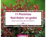 11 Photinia Red Robin en Godet  1090