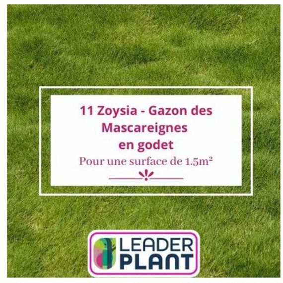 11 Zoysia - Gazon des Mascareignes pour une surface de 1.5m²  12762