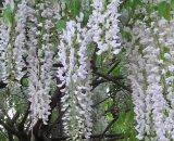 Glycine du Japon 'Alba' (Wisteria Floribunda Alba) - Conteneur 1,5L 3546860005283 891_1175