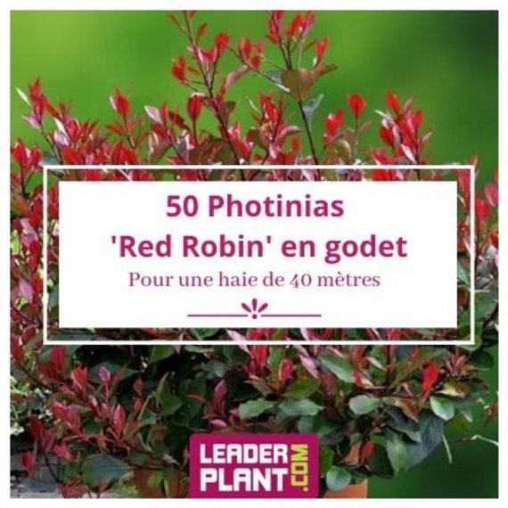 50 Photinia Red Robin en Godet  8224