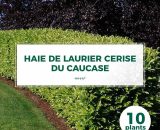Pepinières Naudet - 10 Laurier Cerise Du Caucase (Prunus Laurocerasus Caucasica) - Haie de Laurier du Caucase - 3546860003845 565_1091