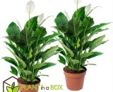 Spathiphyllum XL - pot ⌀17cm - H60-70cm (hauteur pot incluse)  1721701