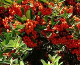 Buisson Ardent 'Mohave' (Pyracantha Coccinea 'Mohave') - Godet - Taille 13/25cm 3546868962595 182_321