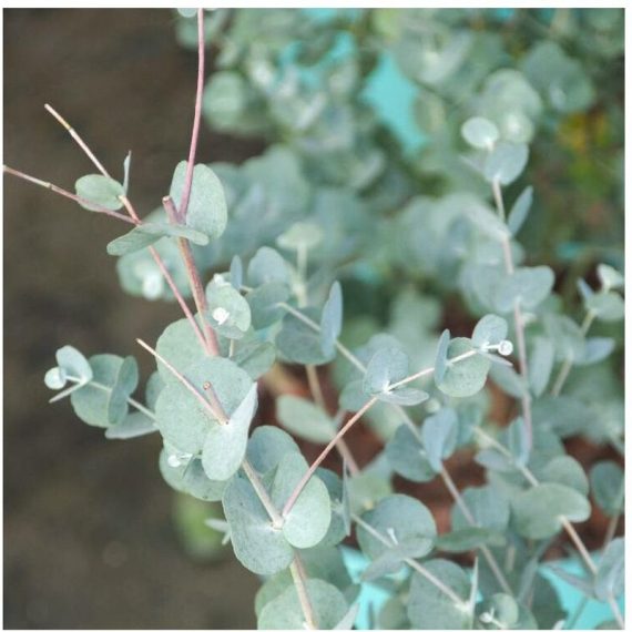 Eucalyptus gunnii Azura® | Conditionnement: Pot de 2 L - 40/60 cm 3565421108645 110864