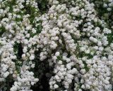Spirée du Japon 'Snowmound' (Spiraea Japonica 'Snowmound') - Godet - Taille 15/30cm 3546860006174 934_1223
