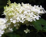 Pepinières Naudet - Hortensia Paniculé 'Dentelle De Gorron' (Hydrangea Paniculata) - Godet - Taille 13/25cm 3546860013691 1196_1805