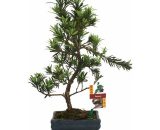 Tranche de pierre de bonsaï - Podocarpus macrophyllus - environ 6 ans 4019515902385 1712201222