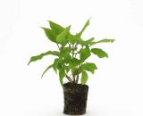 Hortensia 'Annabelle' (Hydrangea Arborescens 'Annabelle') - Godet - Taille 13/25cm 3546860008857 1059_1385
