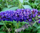 Arbre à Papillons (Buddleia Davidii 'Empire Blue') - Godet - Taille 20/40cm 3546860001223 681_536
