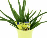Aloe vera'Sweet', Aloe vera barbadensis Miller, 2 Plantes 4019515901678 28072013426