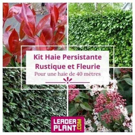 Kit arbustes persistant, rustique et fleuri - 4 variétés -52 plantes en pot de 1L  6266
