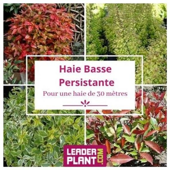 Kit Haie Basse Persistante - 4 variétés - 50 plantes en godet  8855