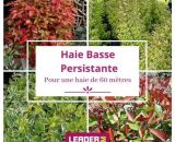 Kit Haie Basse Persistante - 4 variétés - 100 plantes en godet  8856